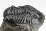 Phacopid (Austerops) Trilobite With Gerastos - Morocco #208941-8